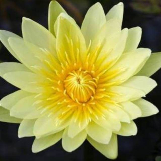 Biji Benih Bunga Lotus Kuning Bunga Teratai