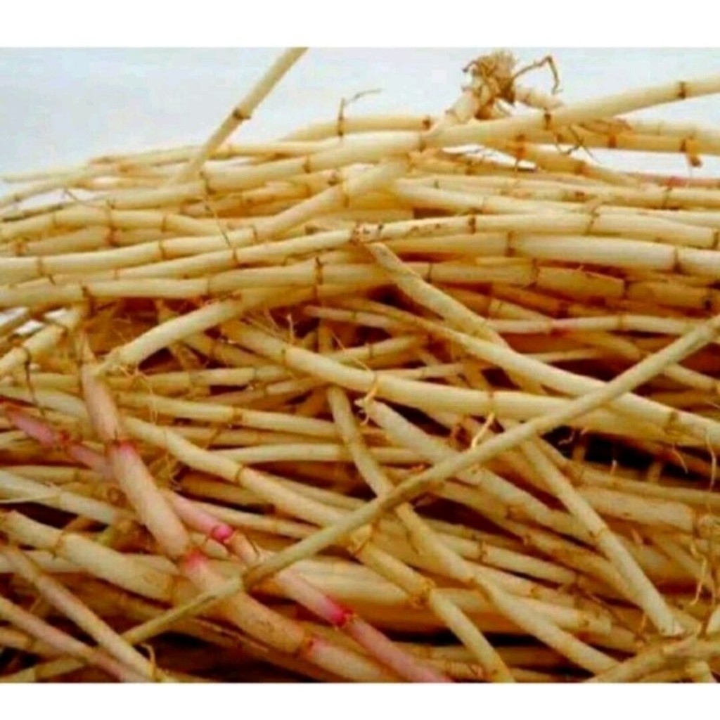 Akar Alang alang segar 500gr ilalang Alangalang /Akar Alang-alang fresh / akar alangalang buat obat 
