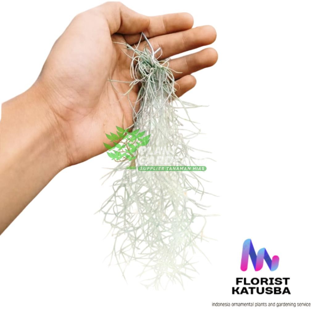 Promo (BISA COD) tanaman tanpa media jenggot musa 1 jengkal spanish moss Tanaman hidup cocok untuk i