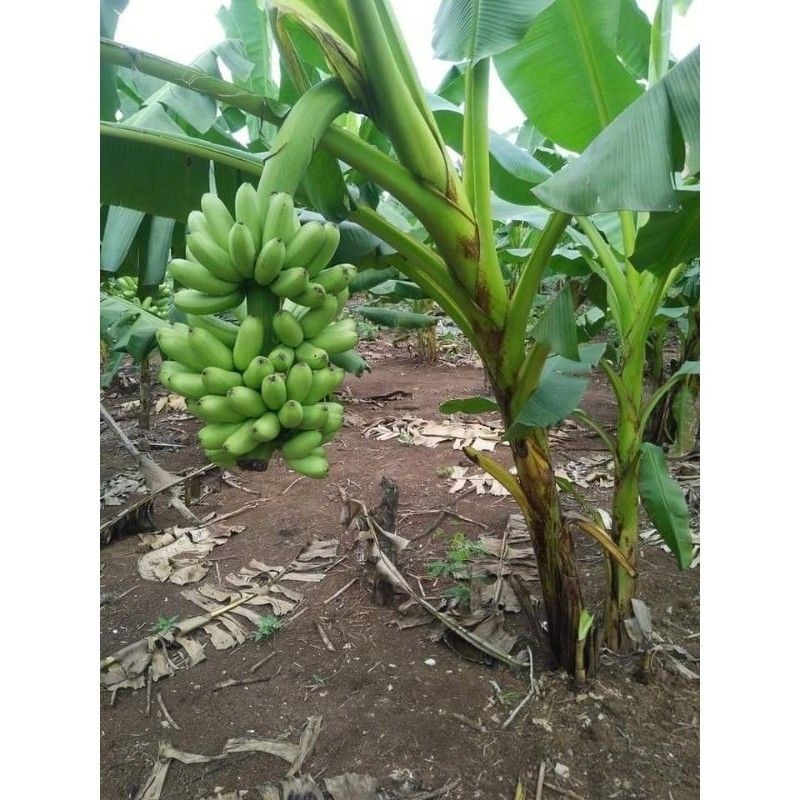 BIBIT PISANG MAS KIRANA