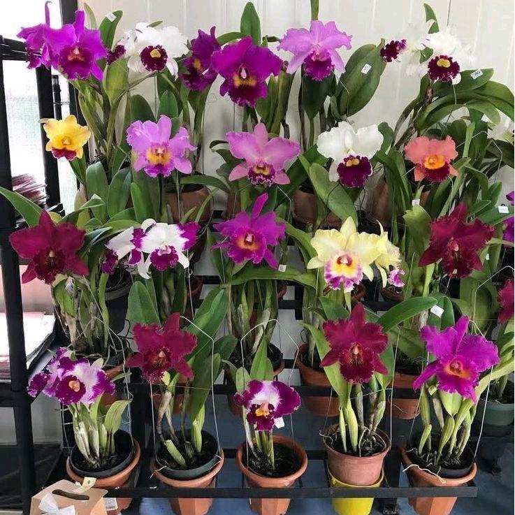 PROMO PROMO Anggrek dendrobium dewasa / bunga anggrek dendroboum Dewasa / Berbagai macam warna bunga