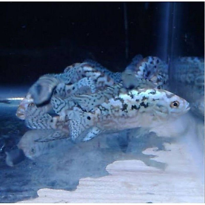 siklid Elektric Blue Jack Dempsey (EBJD)  aquarium