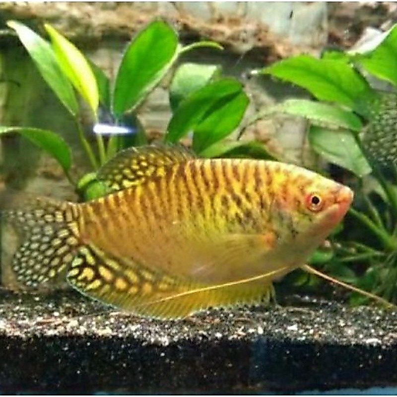 Sepat Madu Ralis Mutiara Rosbi aquascape - ETALASE ( AKARA )