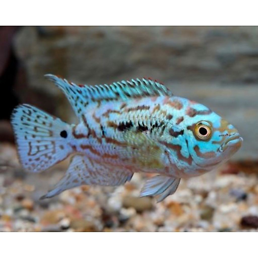 ikan cichlid ebjd sz S  / electric blue jack dempsey