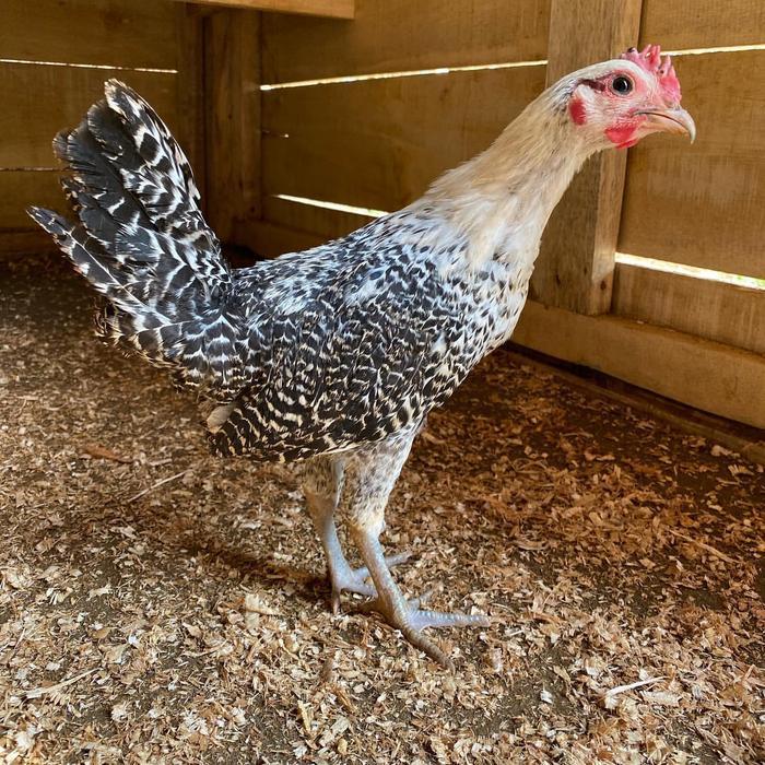 Ayam Arab Remaja - Ayam Kampung Arab