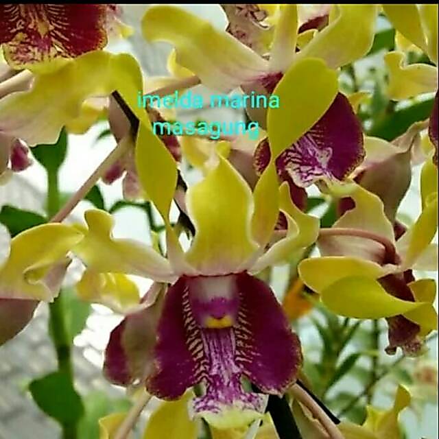 Anggrek dendrobium imelda marina masagung remaja