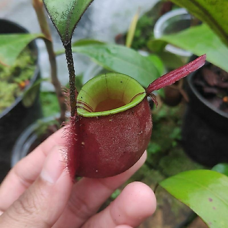 Nepenthes Ampullaria Red Striplip (Kantong Semar)