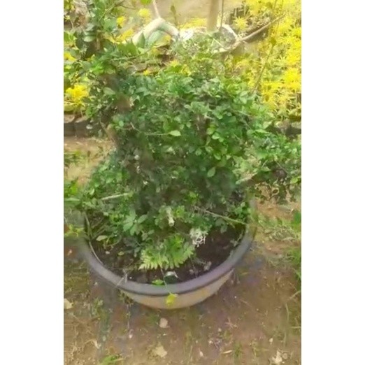 Bonsai SERUT Tinggi 1,5 Meter Hiasan Taman     Berkualitas