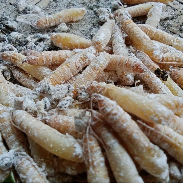 Ready kepompong pisang isi 10 ekor