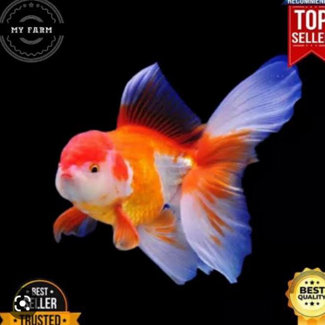Ready Ikan size 6cm  koki oranda jambul merah putih short body