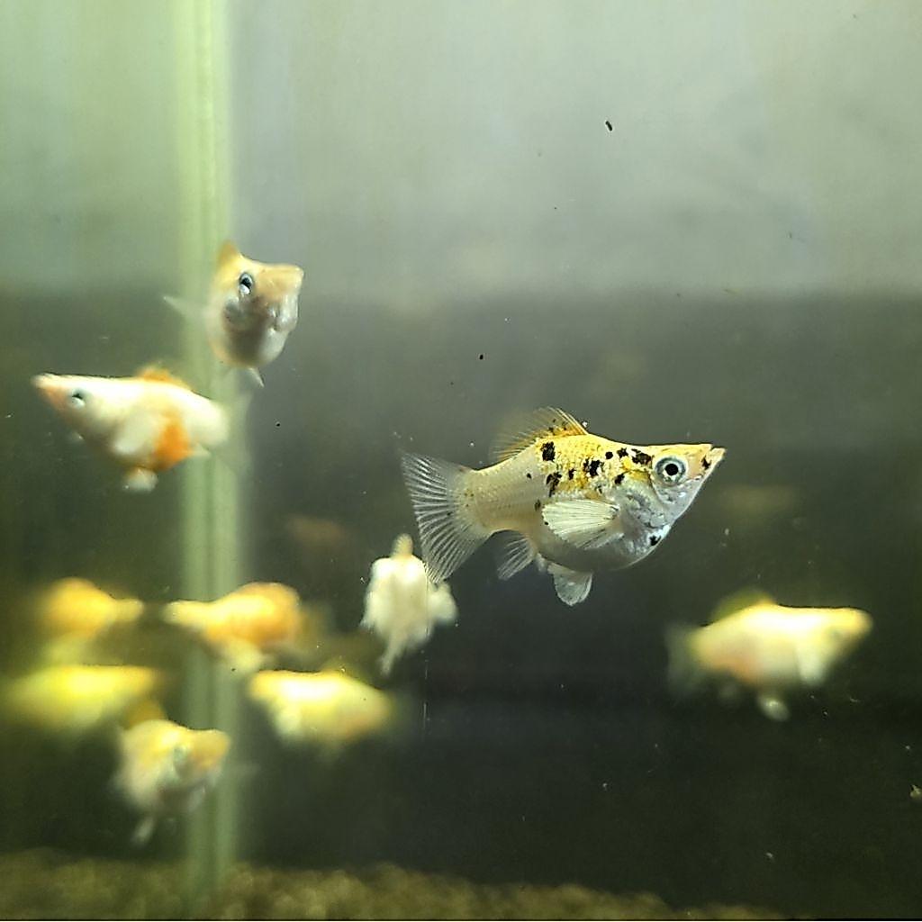 Molly Merpati Balon ( size 2-3cm ) - Hiasan akuarium aquascape ( Akara )