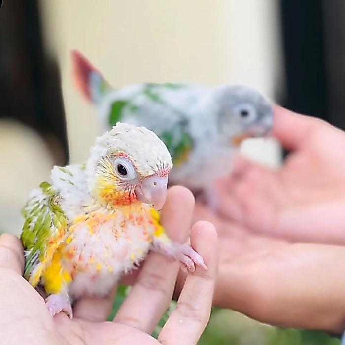 Jayus - Burung Parrot Pineapple Conure, Green Cheek Conure, Yellow Side Conure