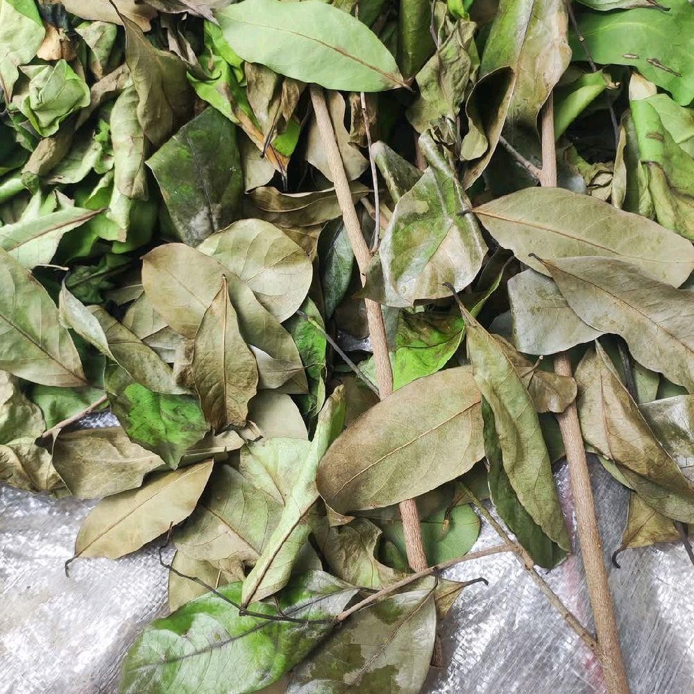 

Daun Sirsak Kering 1 Kg - Daun Nangka sabrang