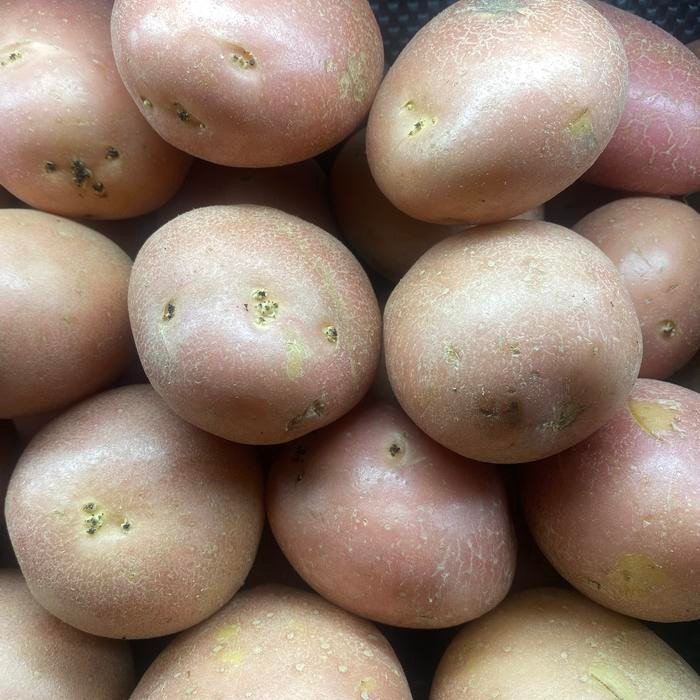 

Kentang merahaustalia / potato red impor 1kg