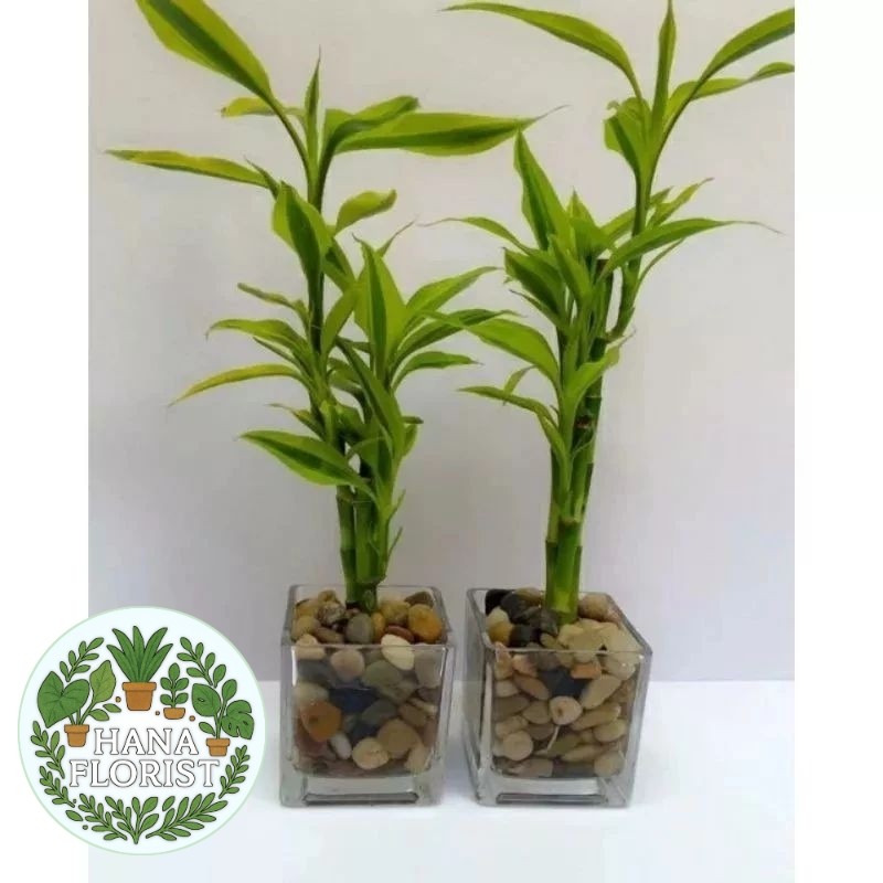 ( BISA BAYAR DI TEMPAT ) Sri Rejeki Golden Variegata / Tanaman Hias Air