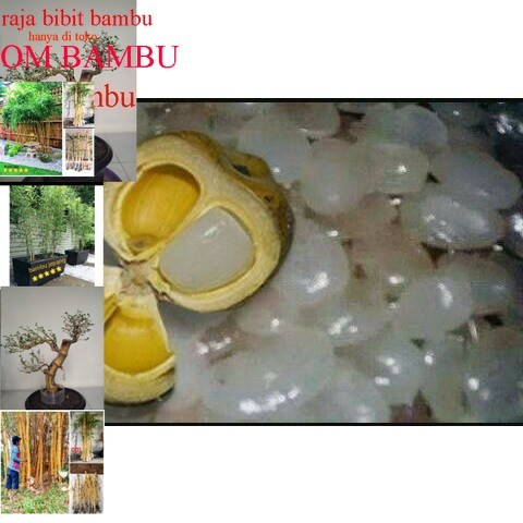 

500 g Kolang Kaling segar muda fresh besellr