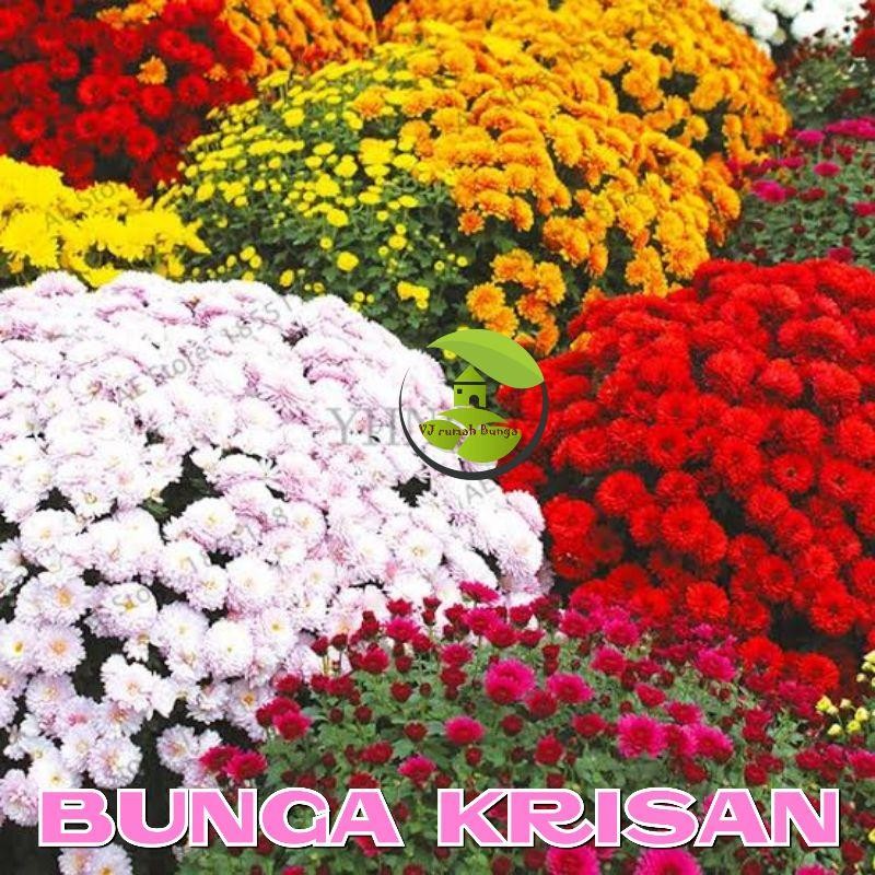 20 Butir - Benih Biji Bunga Krisan