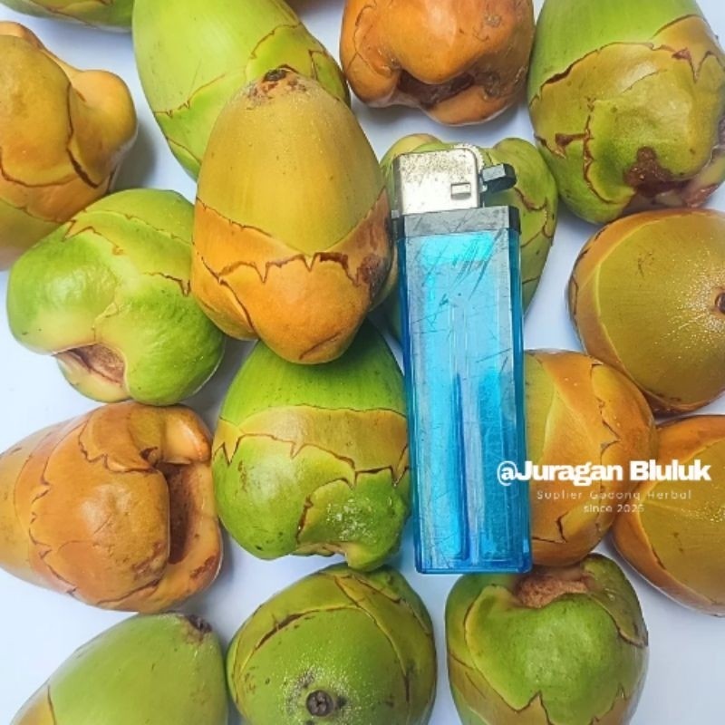 

Paket Superan 1kg Bluluk Pentil Kelapa Muda Kecil Fresh Superan Bluruk Tembuluk Obat Herbal Jamu Diabetes Cengkir Beluluk Segar