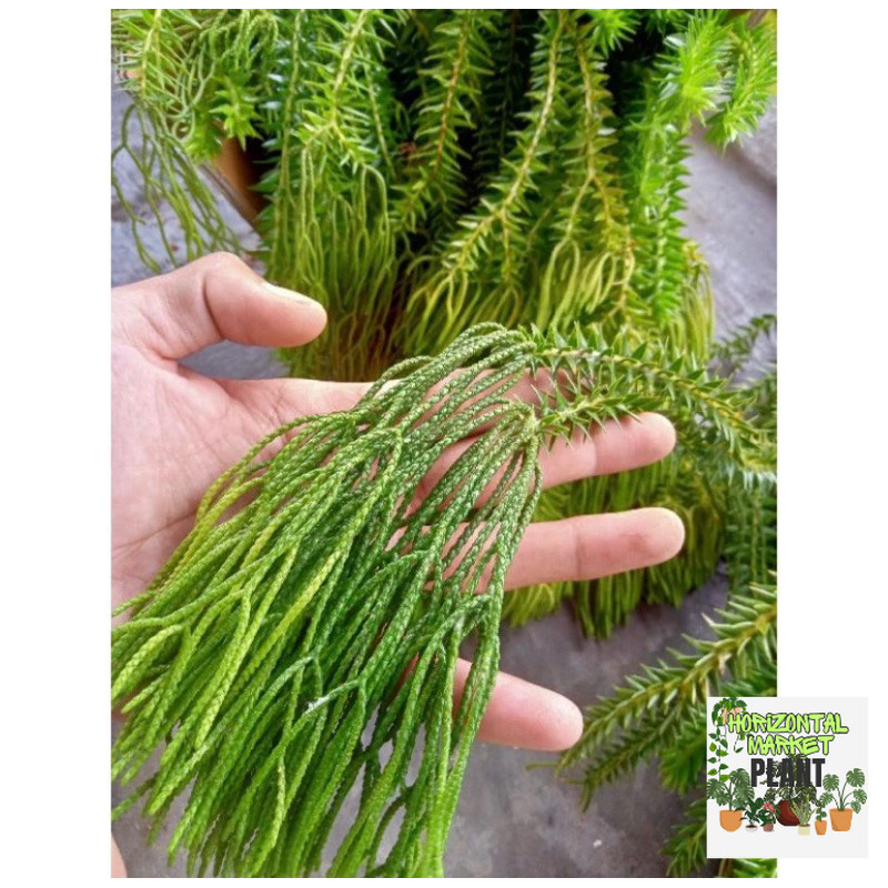 Tanaman Hias Gantung Kumpai Ekor Monyet Dan Kadaka (Huperzia Ekor Monyet)