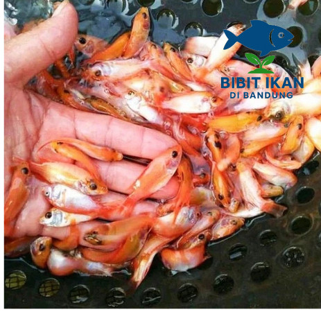 Bibit / benih ikan Nila Merah ½ - 1 jari per KG