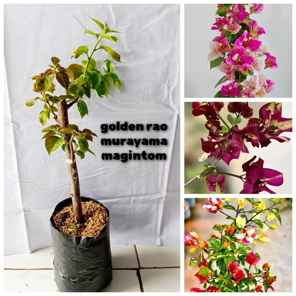 bibit super bugenvil 3 warna (golden rao,murayama,magintom)