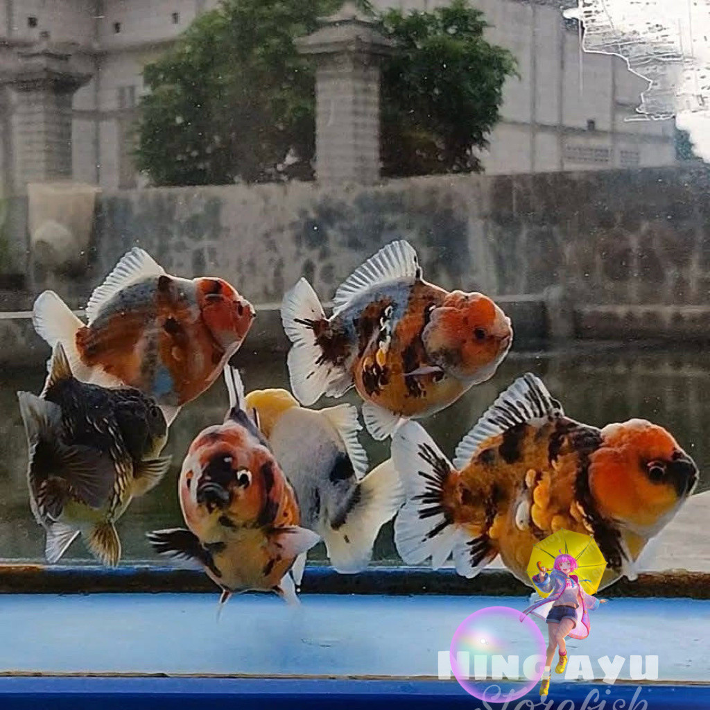 Promo paket isi 3 mas koki oranda pancawarna hiasan aquarium cantik
