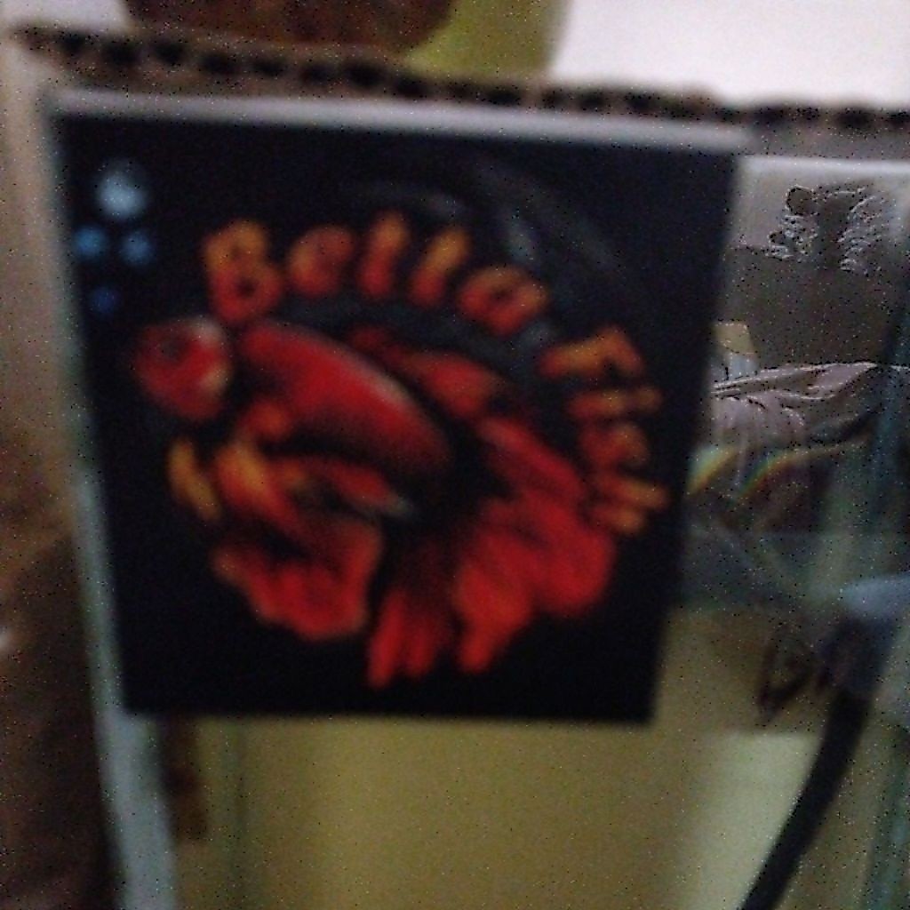 betta fish