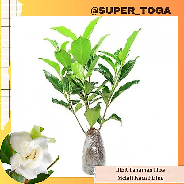 KACA PIRING bibit bunga melati kaca piring bibit kaca piring bibit bunga ceplok piring bibit melati 