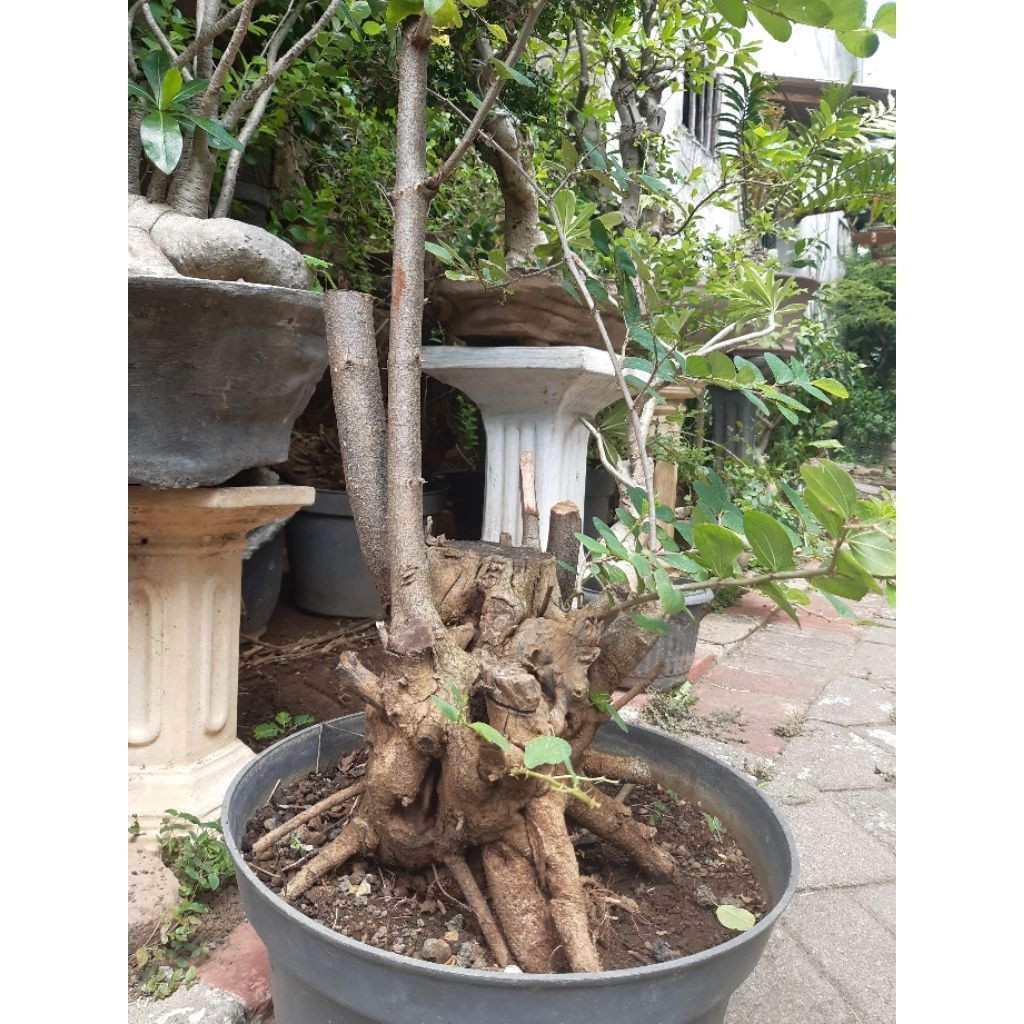 Bonsai bidara arab bonggol besar akar cantik     Berkualitas