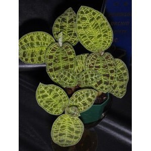 TANAMAN FULL MEDIA Jewel Orchid Ludisia | Macodes Petola Hijau | Tanaman Hias Indoor Terarium -Anggr