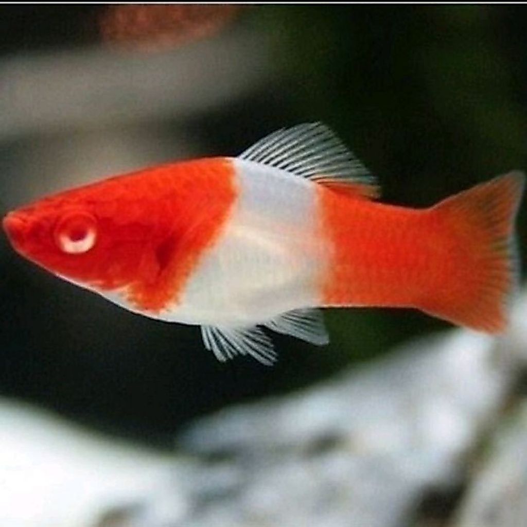 Platy kohaku, Platy Merah Putih Hiasan Akuarium