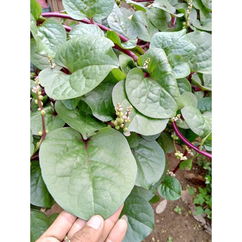 

Daun binahong merah/ daun binahong gendola 100 lembar ( heartleaf maderavine madevine / Deng sang chi )