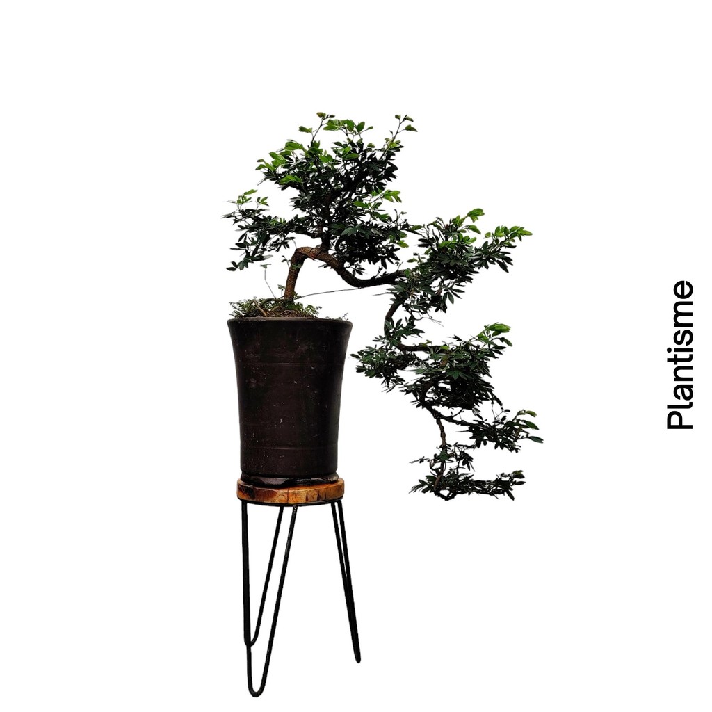 Tanaman Hias - Pohon Bonsai Kaliandra Calliandra Haematocephala Bunga Merah Cantik Miniatur Tree Out