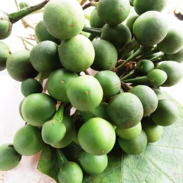 

Buah takokak / cepokak Terong Pipit organik segar murah 1kg