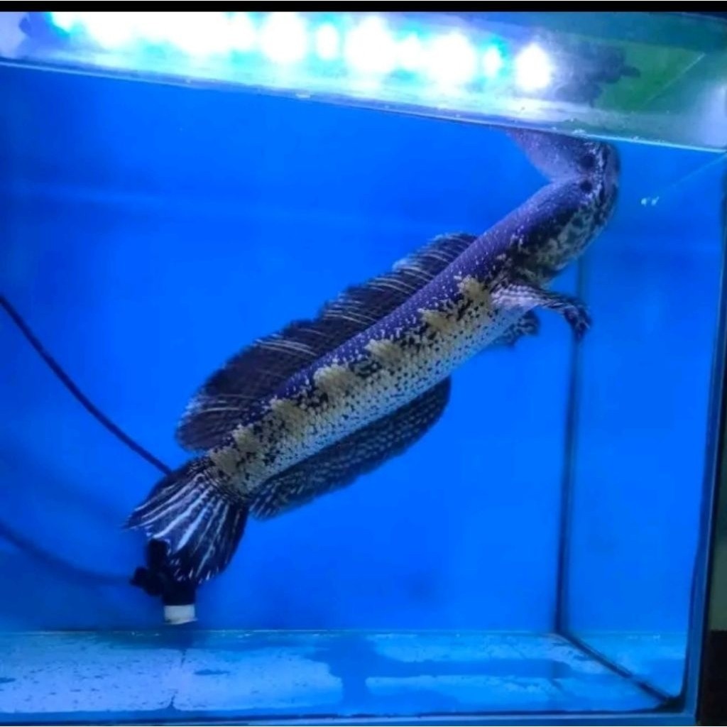 ikan auranti jumbo UK 40cm ....... ...........