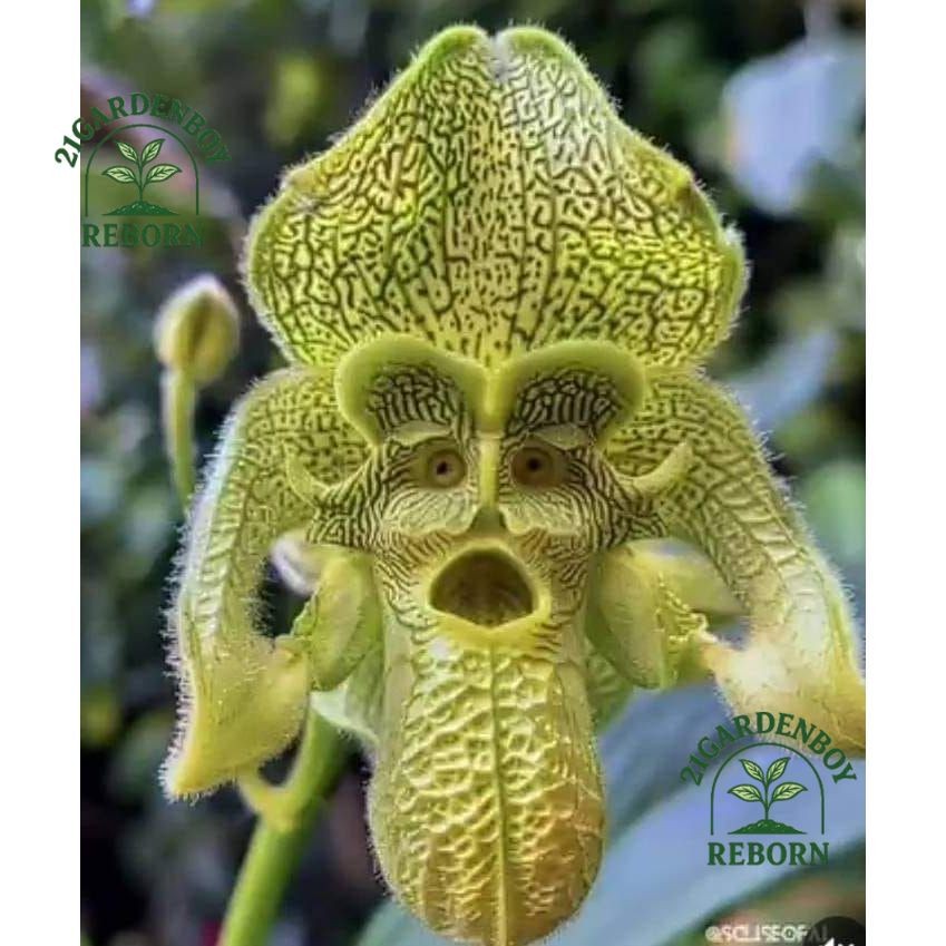 anggrek dendrobium import dewasa siap berbunga 7