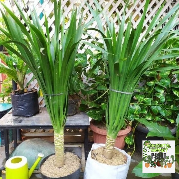Tanaman hias Pandan Bali Ukuran Besar 50-80cm daun / Tanaman Indoor Pandan Bali / Tanaman Draceana L
