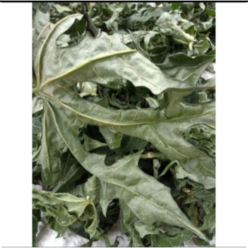 DAUNTIALAM daun gedi / pepaya Jepang kering obat herbal jamu 100g