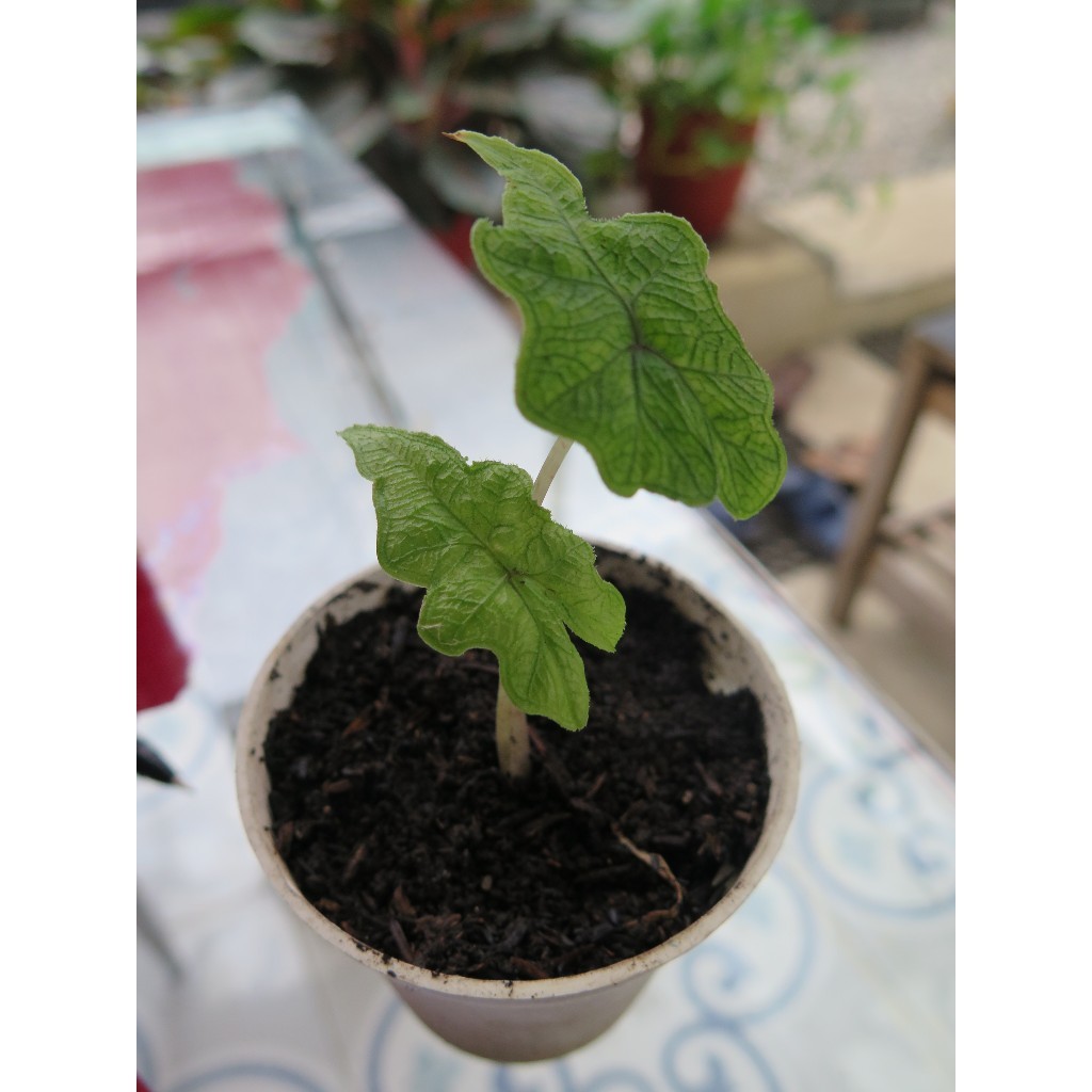 Tanaman Hias Alocasia Jacklyn Besar Sehat