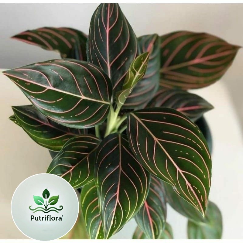 NEW (BISA COD) TANAMAN HIAS AGLONEMA ROTUNDUM ACEH-AGLONEMA ROUTUNDUM ACEH