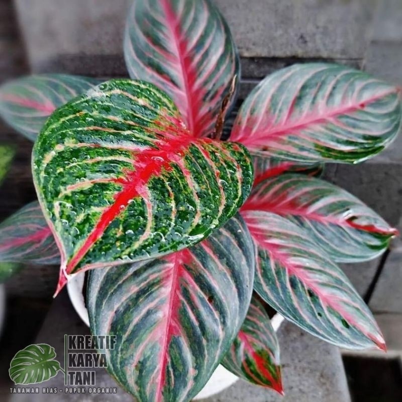 Tanaman hias aglonema red borju - Aglonema red borju