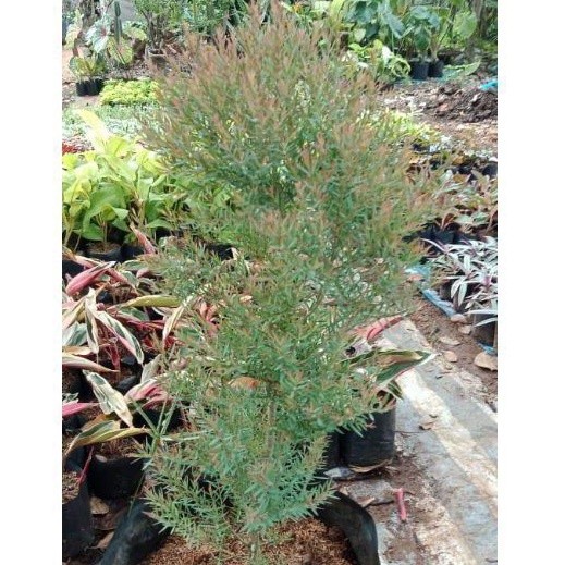 bibit pohon minyak kayu putih - minyak kayu putih - tanaman minyak kayu putih