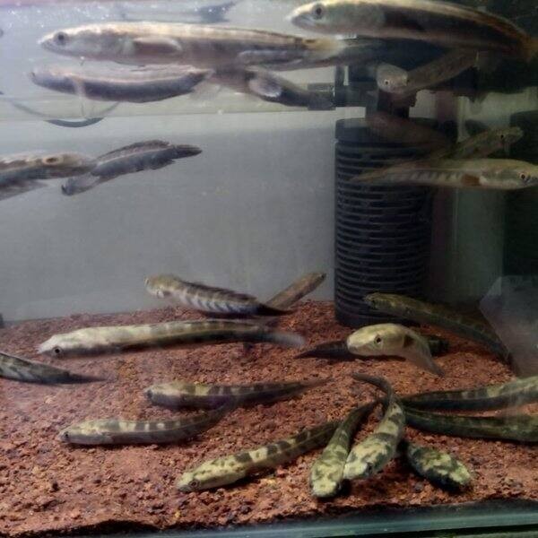 hobi CHANNA MARU YELLOW SENTARUM 26 CM BAHAN KONTES GARANSI