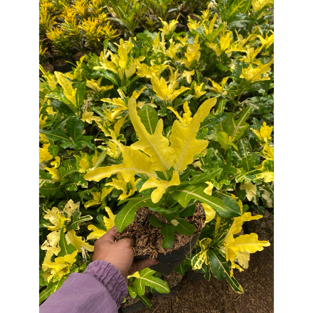 Tanaman Hias Puring Lengkap Berbagai Jenis Pohon Hias Puring