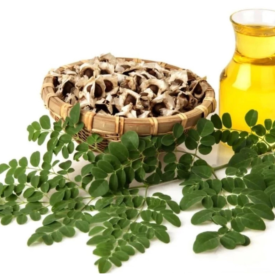 Bibit Biji benih biji bibit kelor HIJAU super