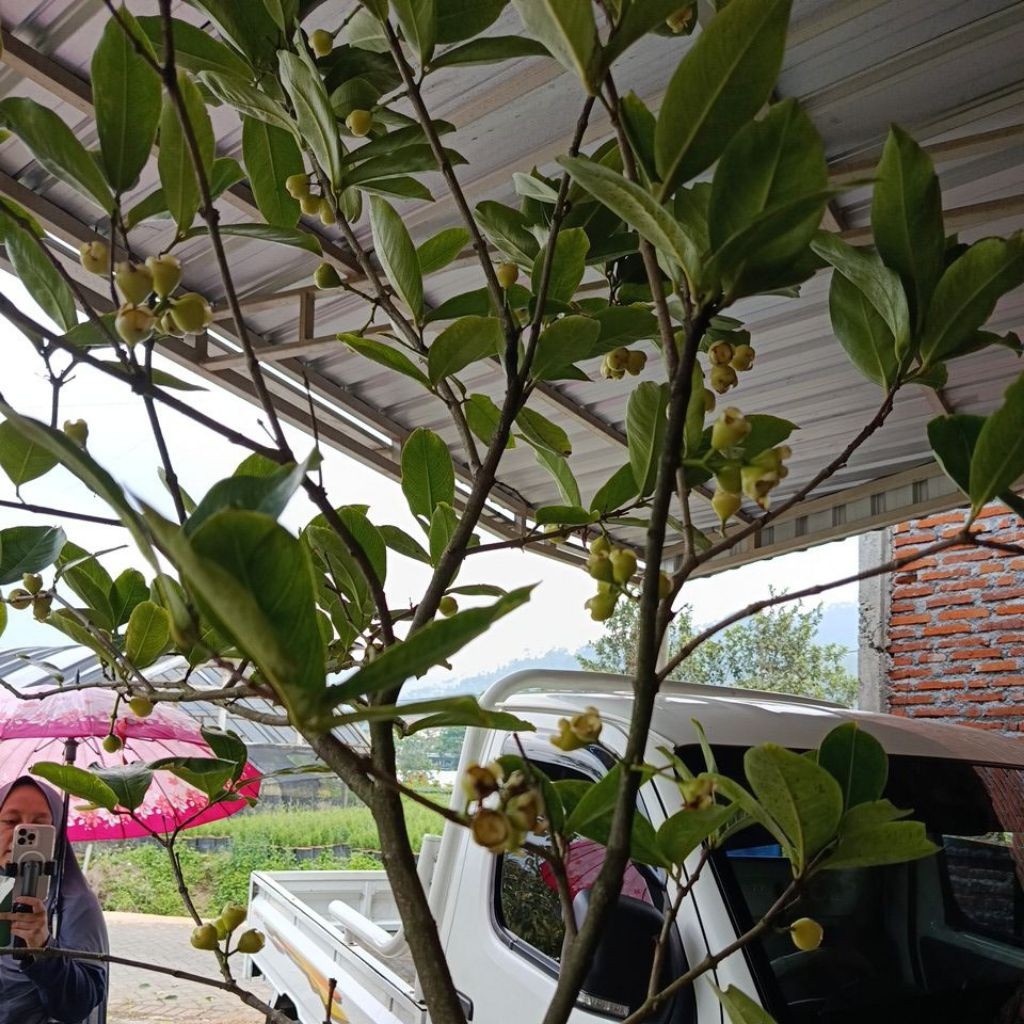 (CANGKOKAN ) bibit jambu air bunga indukan