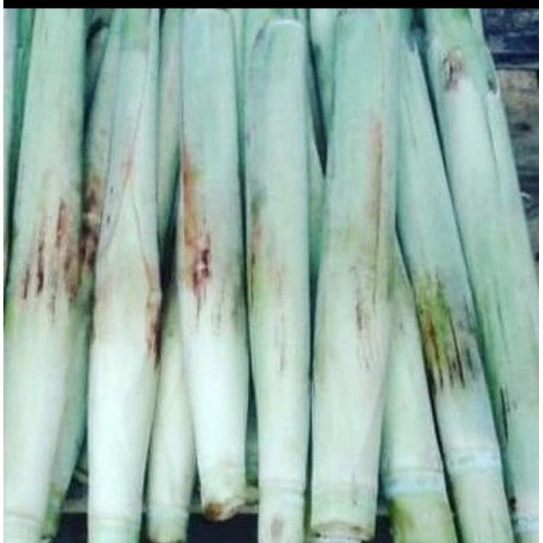 TEBU TELUR TEBU ENDOG TURUBUK 500 gram