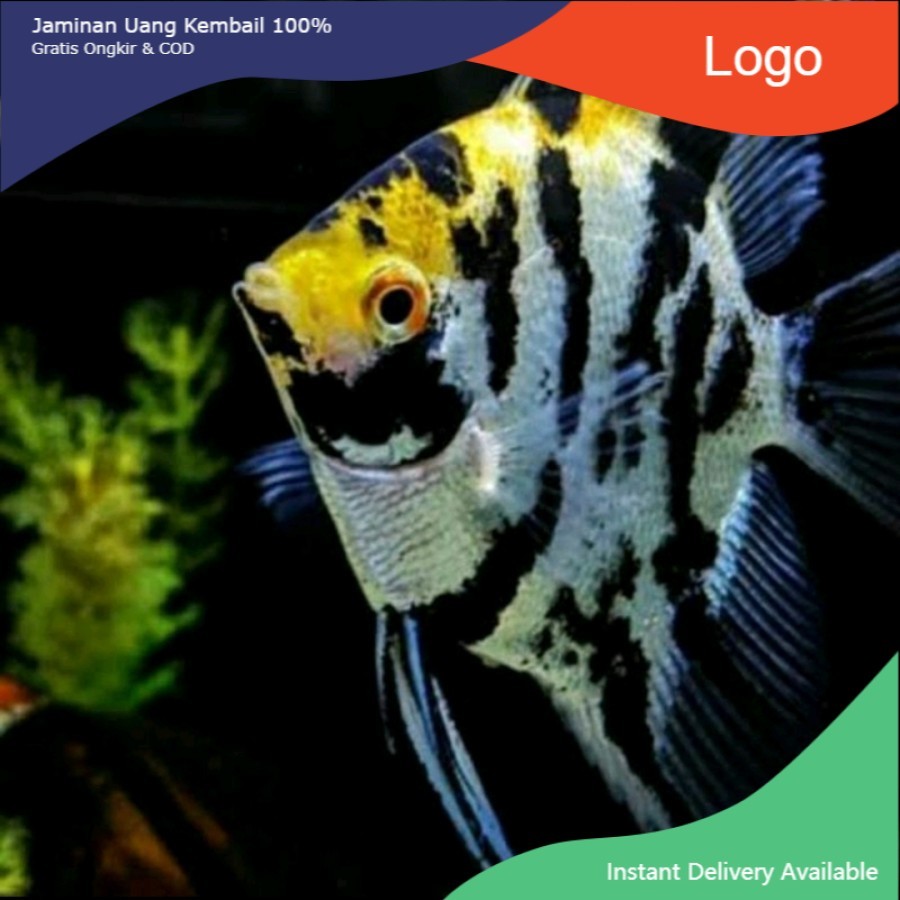 Ikan Hias Menfish Manfish Size Besar air tawar Aquarium Aquascape