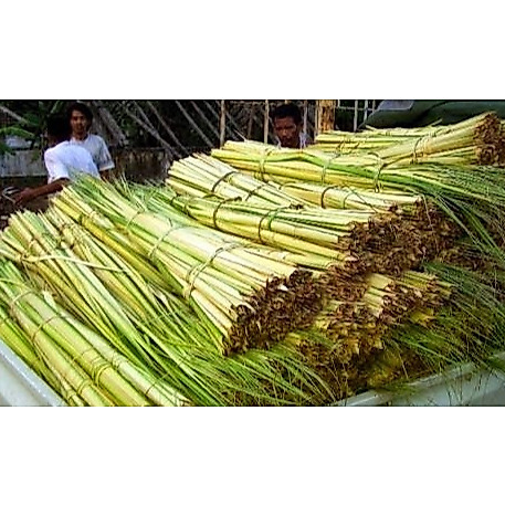 busung / janur / busung bali / janur kuning