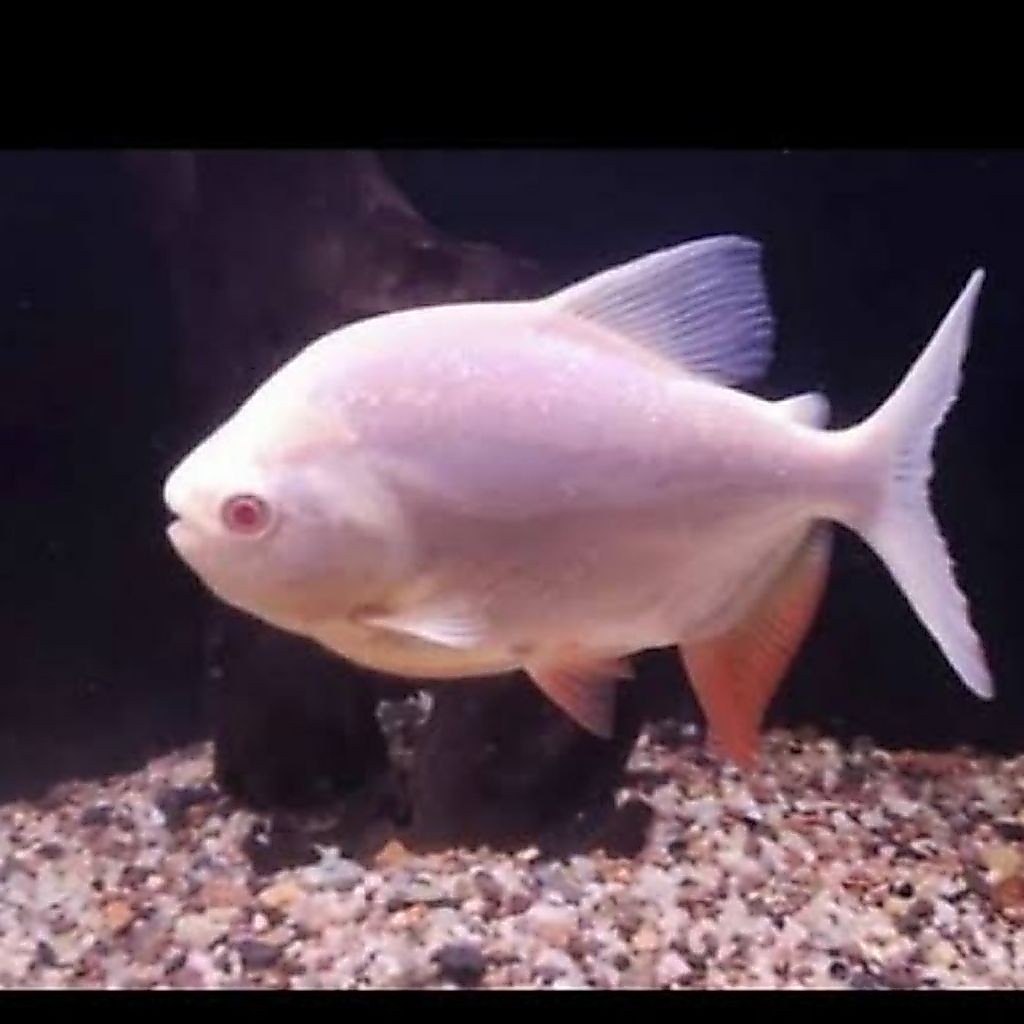 UNIQUE.PS-BAWAL KUNING/ PACU ALBINO 8-10CM